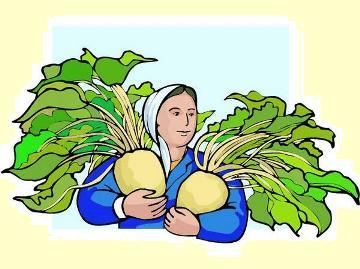 Woman picking turnips, from Barry's online clipart